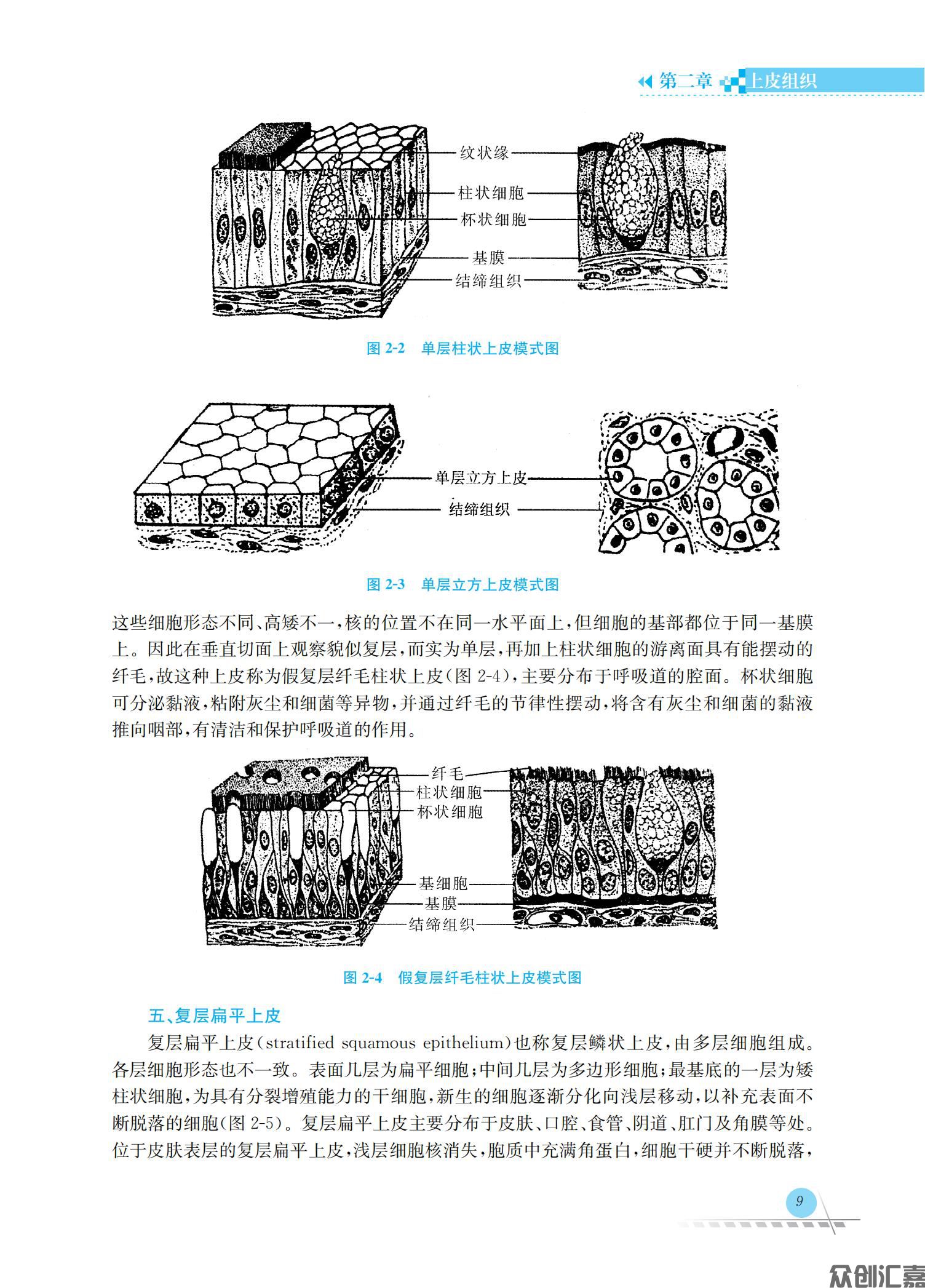 人体解剖学与组织胚胎学_13.jpg