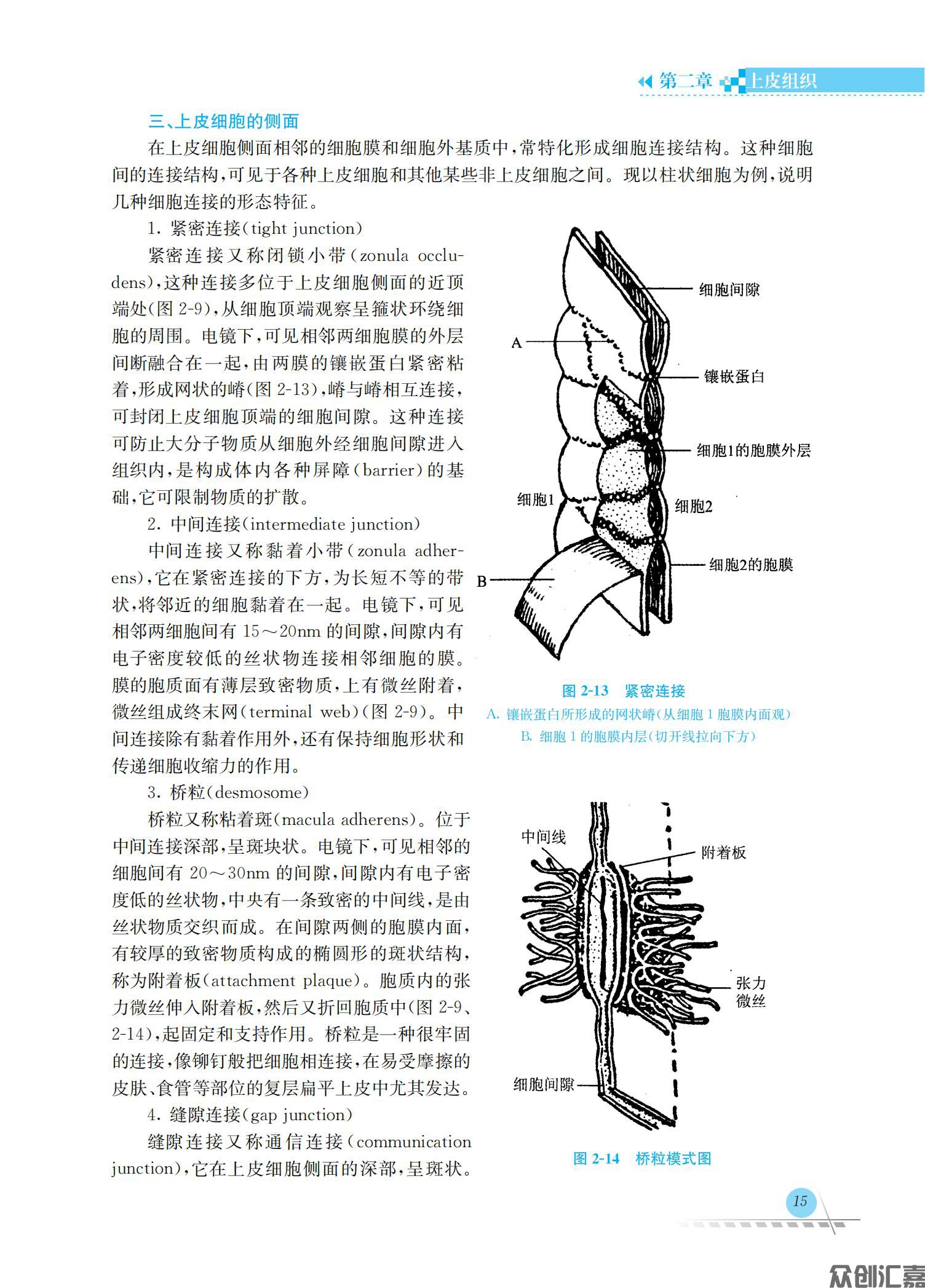 人体解剖学与组织胚胎学_19.jpg