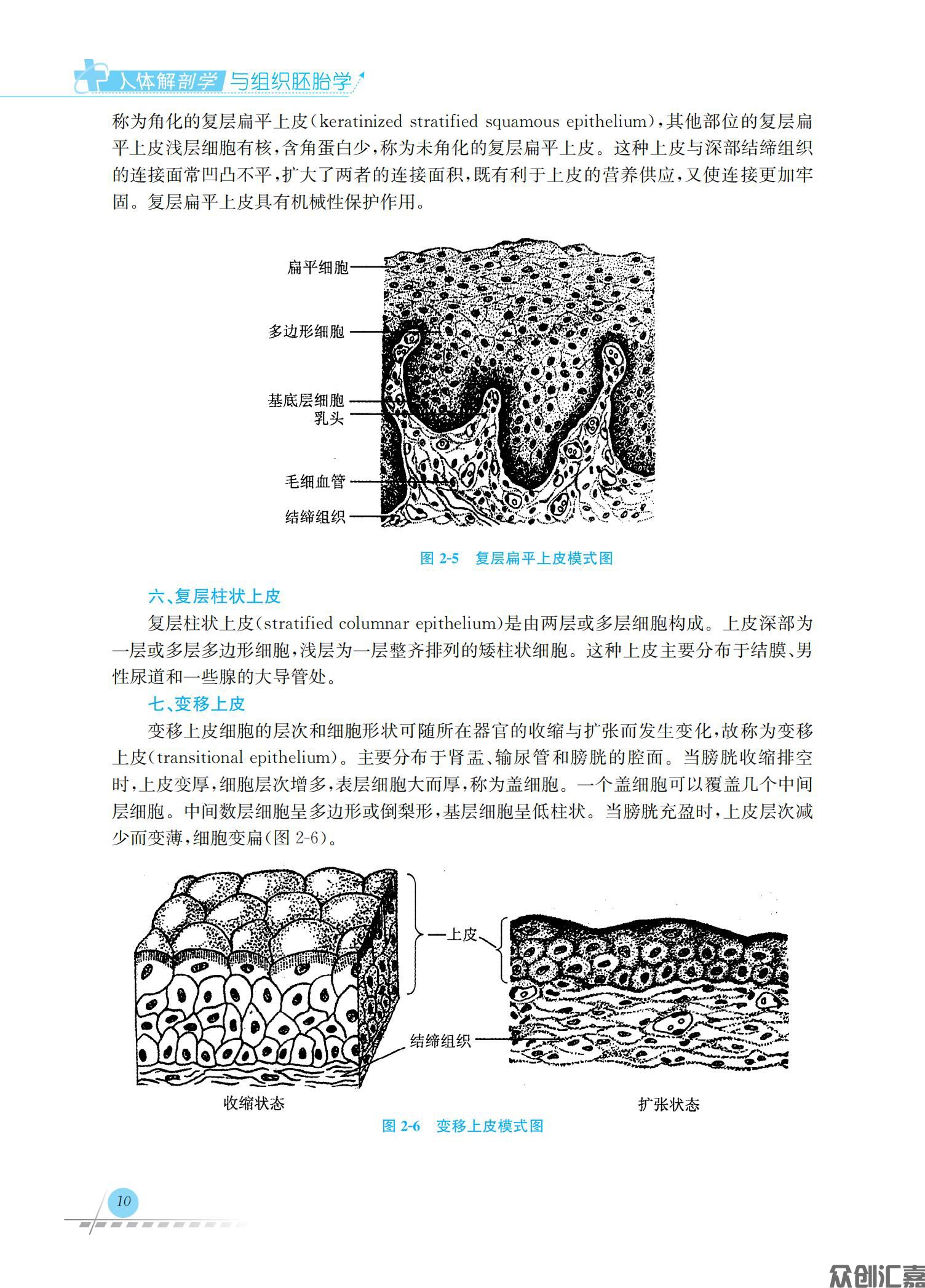 人体解剖学与组织胚胎学_14.jpg