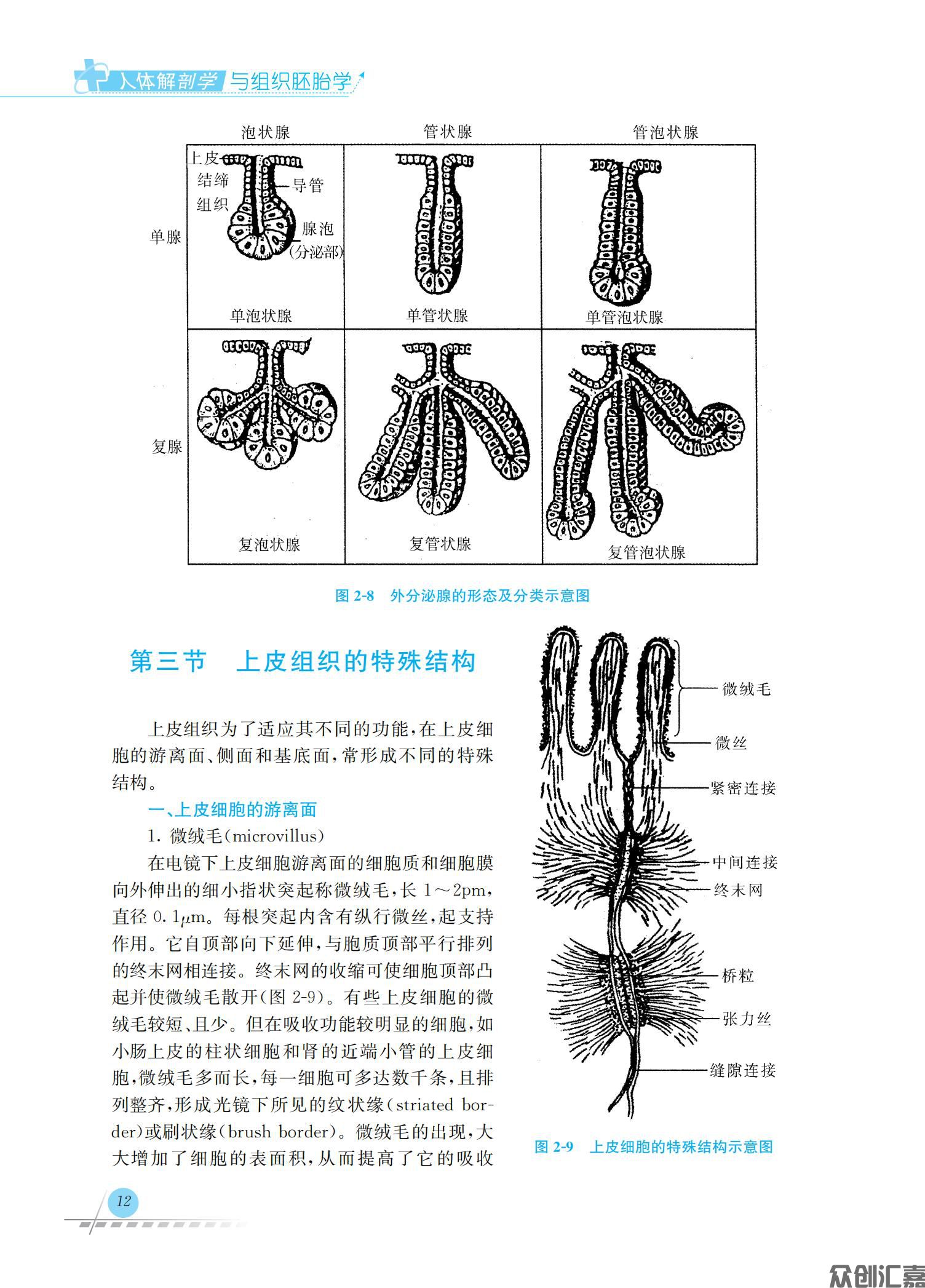 人体解剖学与组织胚胎学_16.jpg