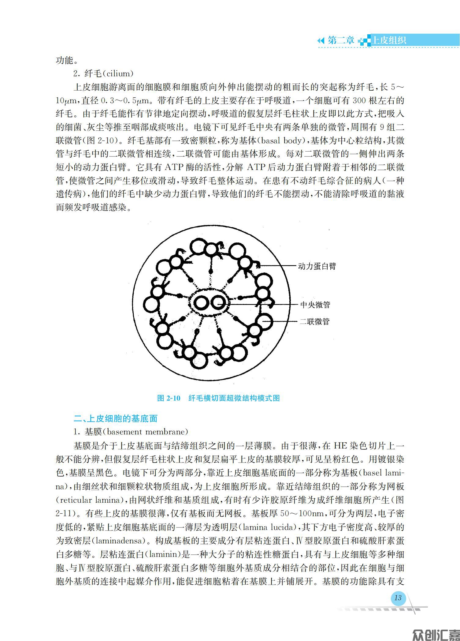 人体解剖学与组织胚胎学_17.jpg