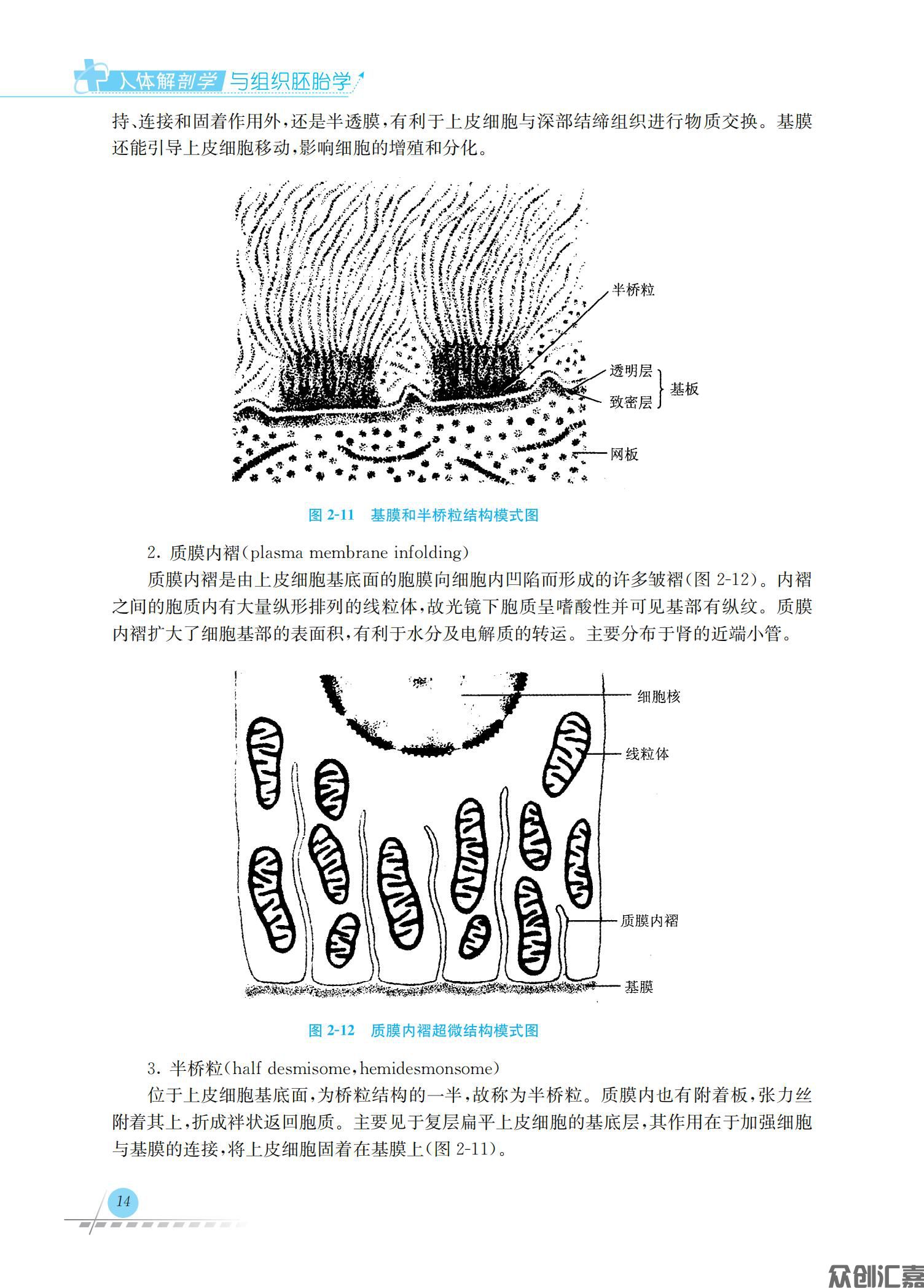 人体解剖学与组织胚胎学_18.jpg